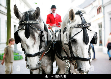 Transport de mariage, chevaux blancs, coachman Banque D'Images