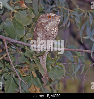 Une grille supérieure de papou (Podargus papuensis) perché sur branch Banque D'Images