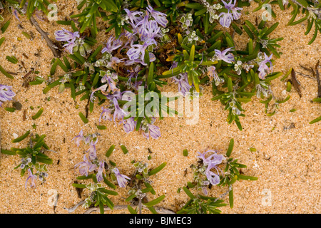 Wild Romarin (Rosmarinus officinalis) en fleurs, printemps, Algarve, Portugal. Banque D'Images