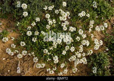 Alyssum doux ou sucré Alison Lobularia maritima (Alyssum maritimum) au cap Saint Vincent, Algarve, Portugal. Banque D'Images