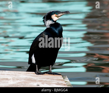 Un grand cormoran en plumage nuptial perché sur le bord de quais de Bristol Banque D'Images