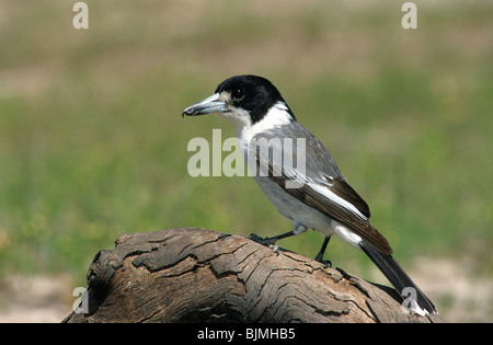 Butcherbird Grey (Cracticus torquatus) Banque D'Images