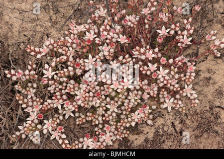 Stonecrop anglais. Sedum anglicum. Sur les dunes de sable. Studland , Dorset.mai. Banque D'Images