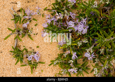 Wild Romarin (Rosmarinus officinalis) en fleurs, printemps, Algarve, Portugal. Banque D'Images