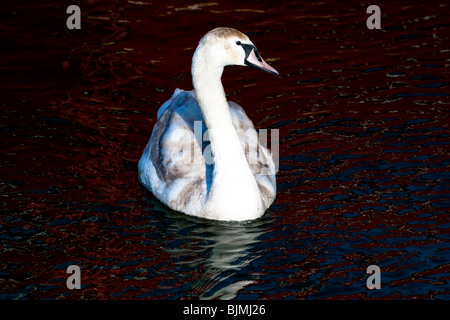 Image abstraite d'un cygne muet Banque D'Images
