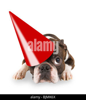 Un boston terrier avec un chapeau d'anniversaire sur Banque D'Images