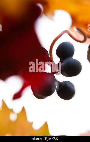 Bleus, autumnal leaves sur une vigne dans un vignoble sur la Moselle, résumé Banque D'Images