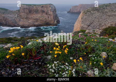 Fleurs sauvages, y compris les narcisses et méditerranéen sur la dolomite rose silène à Falaise, le cap Saint Vincent, au Portugal. Banque D'Images