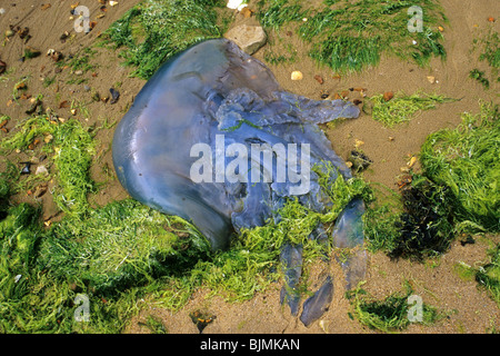 Les méduses échouées. Rhizostoma octopus. Échoués dans le port de Poole. L'été. Banque D'Images