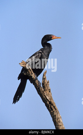 Cormoran Africain (Phalacrocorax africanus), adulte perché sur branche morte, Kruger National Park, Afrique du Sud Banque D'Images