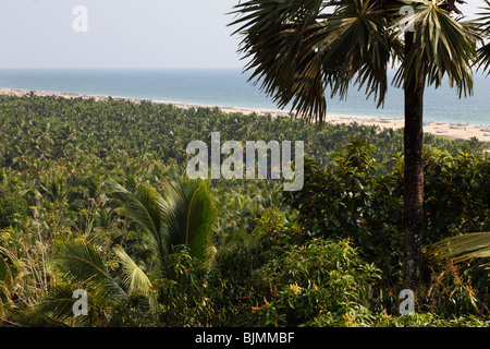 Forêt de cocotiers à Somatheeram Beach, Malabarian Coast, au sud de Kovalam, Malabar, l'état du Kerala, en Inde, en Asie Banque D'Images