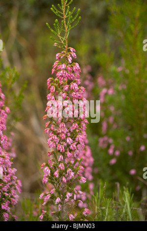 L'Espagnol Heath Erica australis, Algarve, Portugal. Banque D'Images