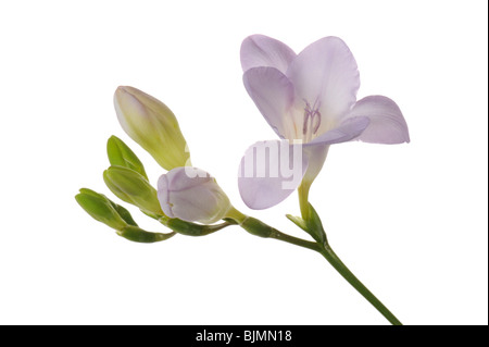 Freesia (Freesia) avec reservoir, violet Banque D'Images