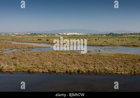 Saltmarsh, lagon, et le pâturage du bétail sur la péninsule de Alvor, Algarve, Portugal. Banque D'Images