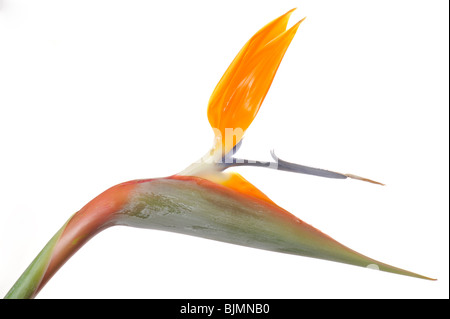 Oiseau de paradis (Strelitzia reginae) fleurs Banque D'Images