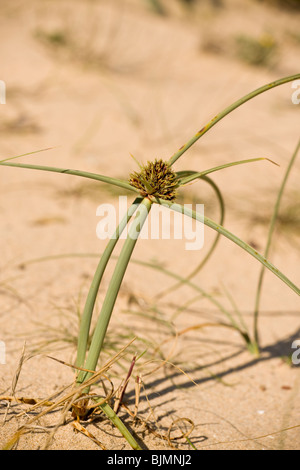 Un cyperus, Cyperus capitatus sur dunes, Algarve, Portugal. Banque D'Images