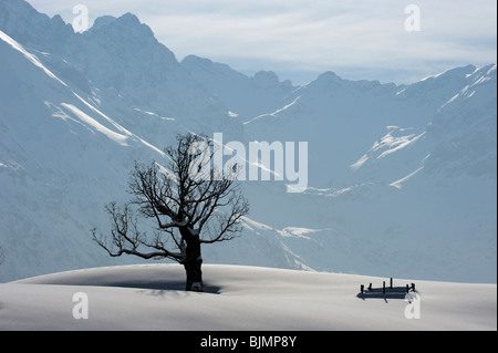 Arbre en face de la chaîne principale des Alpes, le Allgaeuer Hinterstein, Upper Allgau, Bavaria, Germany, Europe Banque D'Images