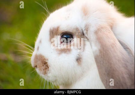 Tête de bélier blanc et brun eared rabbit Banque D'Images