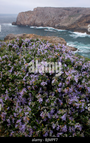 Wild Romarin (Rosmarinus officinalis) en fleurs, printemps, Algarve, Portugal. Banque D'Images