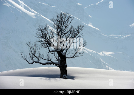 Arbre en face de la chaîne principale des Alpes, le Allgaeuer Hinterstein, Upper Allgau, Bavaria, Germany, Europe Banque D'Images