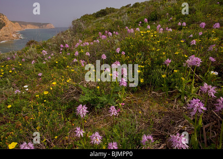 Au sommet d'une falaise et fleurs de printemps, principalement l'Italien Orchid Orchis italica et Halimium commutatum près de Burgau, Algarve, Portugal. Banque D'Images