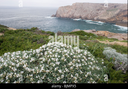 Astragalus massiliensis adragante blanc - un coussin épineux - plante en fleurs, le cap Saint Vincent, Algarve, Portugal. Banque D'Images