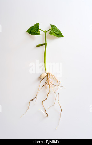 Phaseolus vulgaris, le haricot germer montrant des semis de graines de légumineuses ; pousses ; les racines et les feuilles contre fond blanc Banque D'Images
