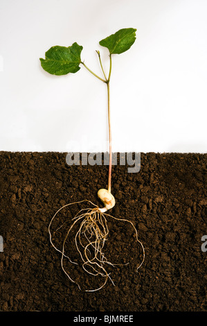 Des semis de haricot montrant des semences de légumineuses, pousses, les feuilles et les racines qui sont en dessous du niveau du sol dans le compost Banque D'Images