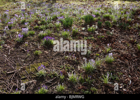 Fleurs Crocus Hattingley Hampshire en Angleterre. Banque D'Images