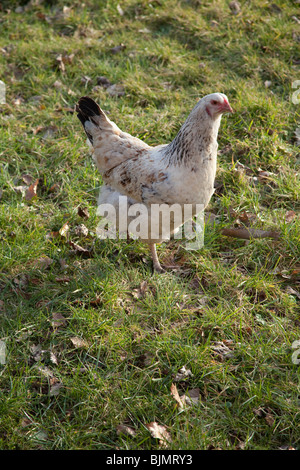Freerange poulet sur l'herbe, Hampshire, Angleterre. Banque D'Images