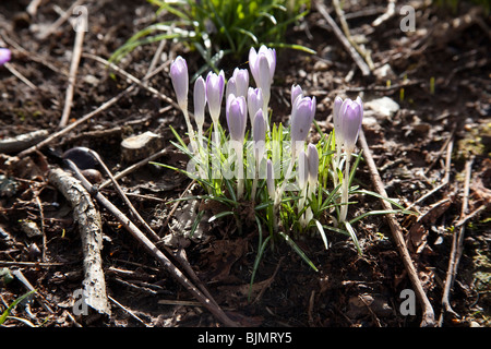 Fleurs Crocus Hattingley Hampshire en Angleterre. Banque D'Images