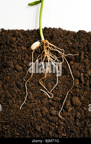 Le haricot Phaseolus vulgaris montrant des semis de graines de légumineuses et les racines dans le compost et tirez contre fond blanc Banque D'Images