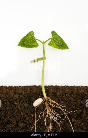 Le haricot Phaseolus vulgaris montrant des semis de graines de légumineuses racines pousses au-dessous du niveau du sol dans le compost contre fond blanc Banque D'Images