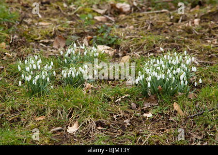 Fleurs Snowdrop, Hattingley, Hampshire, Angleterre. Banque D'Images