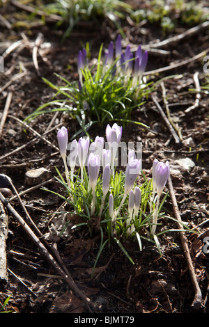 Fleurs Crocus Hattingley Hampshire en Angleterre. Banque D'Images