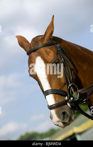 Polo Pony à Ham Polo Club London UK Banque D'Images