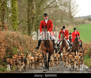 Huntsman et chiens de la chasse dans le devon lamerton Banque D'Images