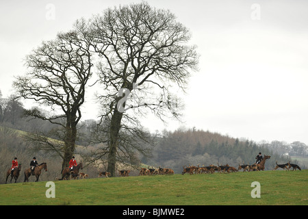 chasse au renard Banque D'Images