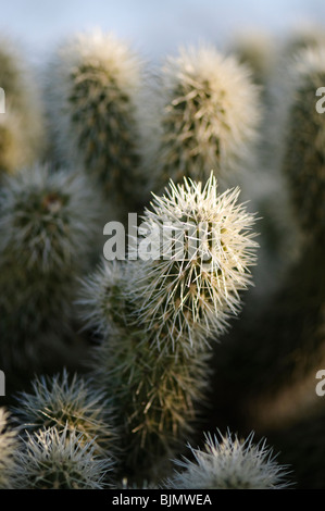 Close up of teddy bear cholla Banque D'Images