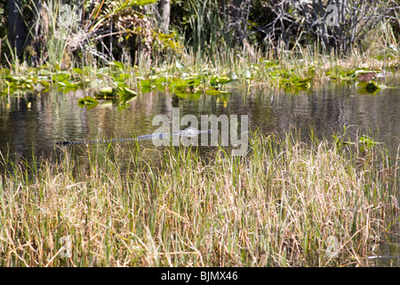 Un alligator nageant à travers le marais dans le parc national des Everglades, Miami, Floride, USA Banque D'Images