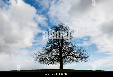 Le Marronnier d'hiver arbre dans la campagne anglaise. UK Banque D'Images