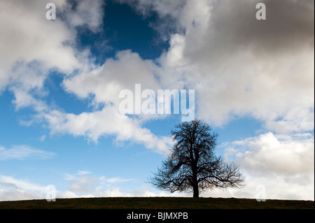 Le Marronnier d'hiver arbre dans la campagne anglaise. UK Banque D'Images