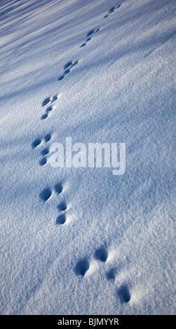 Ensemble de pistes fraîches de lièvre de montagne européen ( Lepus timidus ) sur la neige , Finlande Banque D'Images