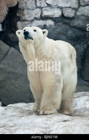 L'ours sauvages dans le zoo de Moscou. Banque D'Images