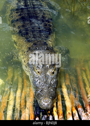 Grand lac vert tropical en alligator Banque D'Images