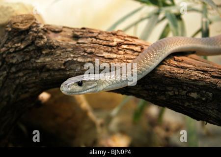 Black Mamba, Dendroaspis polylepis, Elapidae, Afrique australe. Banque D'Images