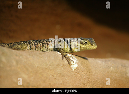 Épineuse Bleu Lézard, Sceloporus serrifer cyanogenys, Phrynosomatidae, au Texas et au Mexique, en Amérique du Nord Banque D'Images