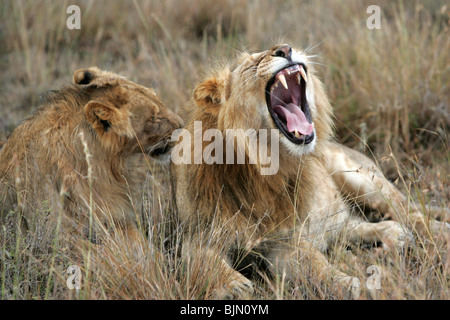 Deux lions être affectueux avec les uns les autres dans l'herbe, au Kenya Banque D'Images
