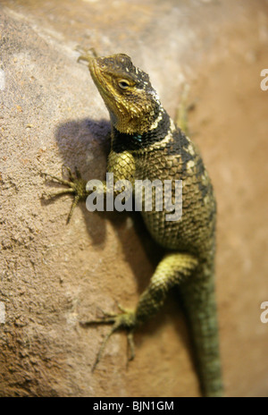 Épineuse Bleu Lézard, Sceloporus serrifer cyanogenys, Phrynosomatidae, au Texas et au Mexique, en Amérique du Nord Banque D'Images