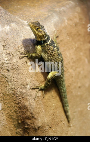 Épineuse Bleu Lézard, Sceloporus serrifer cyanogenys, Phrynosomatidae, au Texas et au Mexique, en Amérique du Nord Banque D'Images